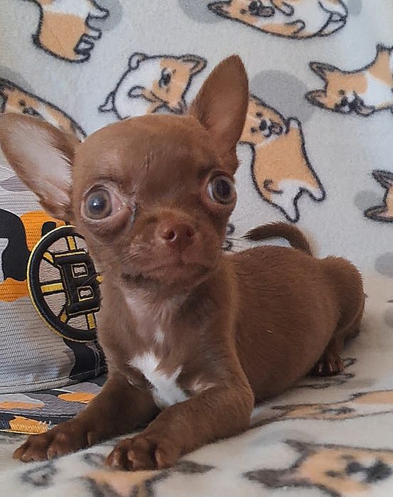 Лиловый мальчик чихуашечка