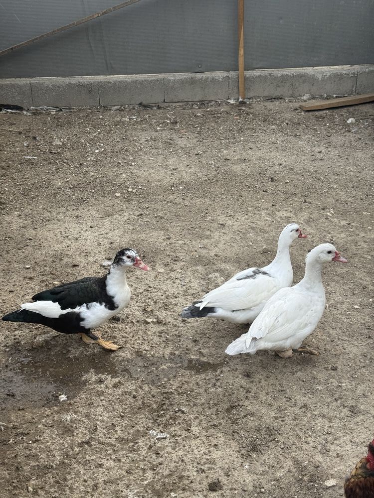 Patos mudos jovens