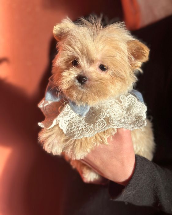 Цуценята дівчинка та хлопчик baby face