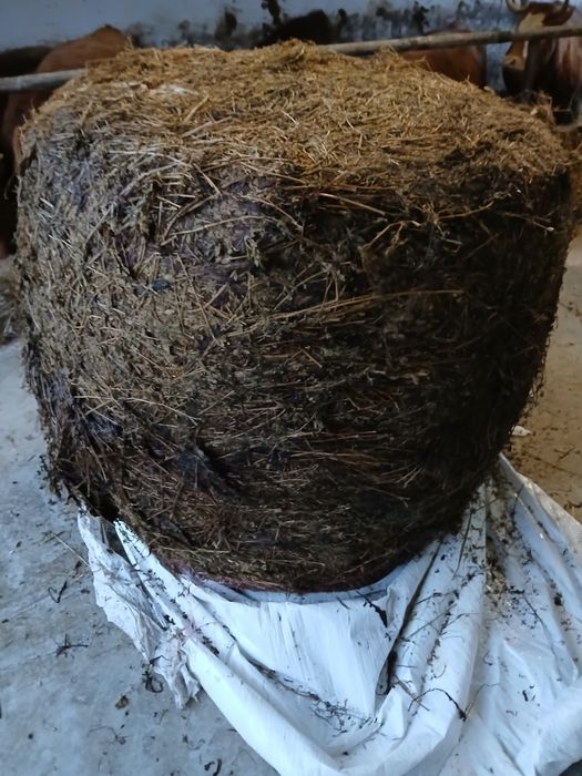 sianokiszonka z lucerny i traw