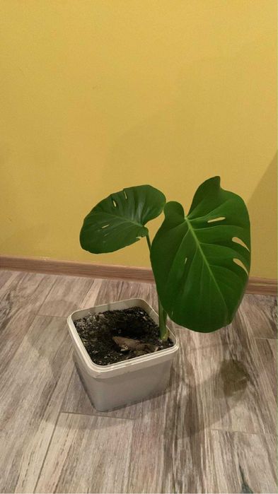 Продаю квітку  Монстера