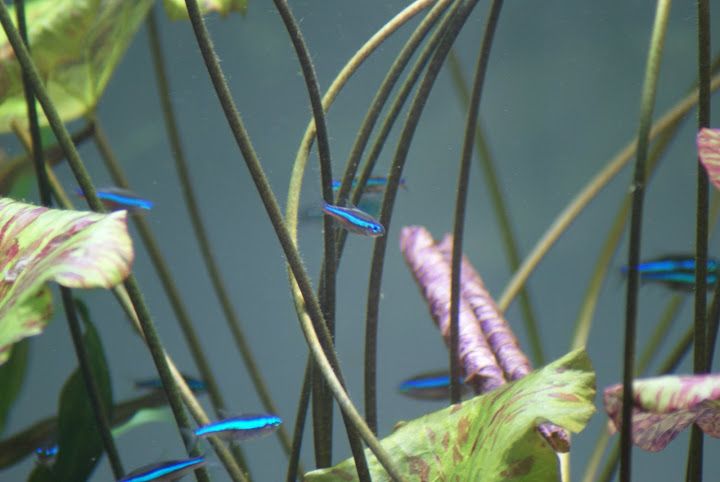Neon Simulans - 2 cm - Sklep Zoologiczny ALTUM