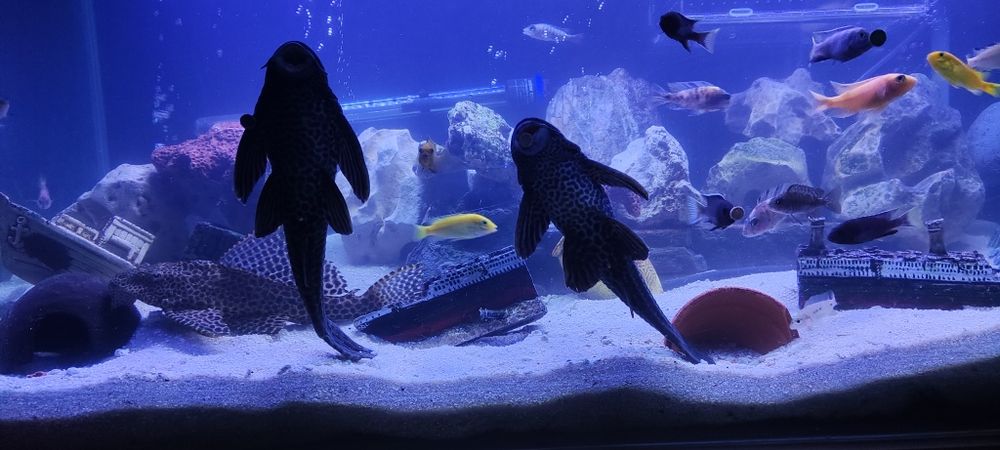 Plecotidos limpa fundos com 40 cm mto bonito castanho e preto