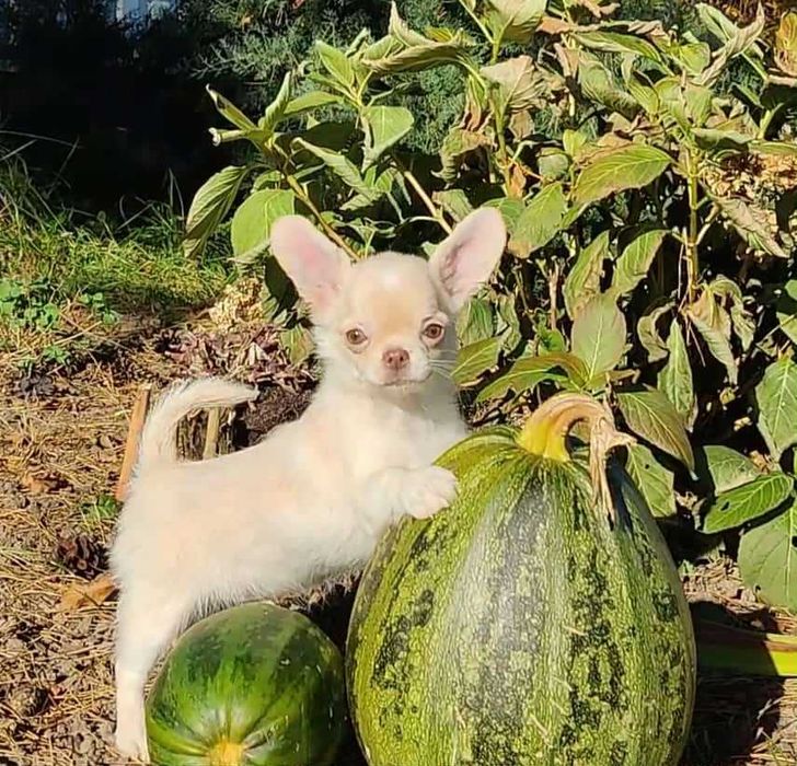 Chihuahua długowłosy szczeniak (isabella) z rodowodem FCI