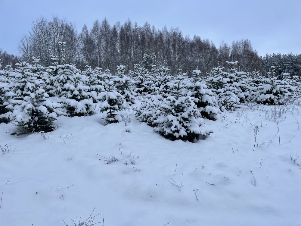 Choinki prosto z plantacji Miłogórze/Lidzbark Warmiński