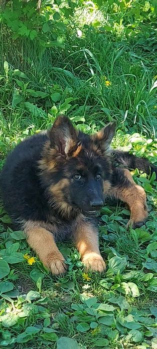 Єлітні цуценята німецької вівчарки.