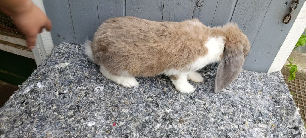 Samczyk baran francuski izabelowy srokacz