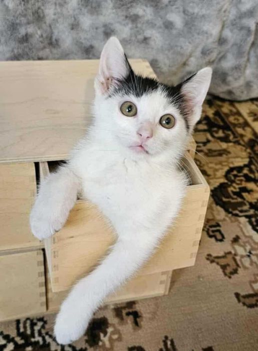 12tyg.kotka,kociczka biało-czarna z domu tymczas.ADOPCJA