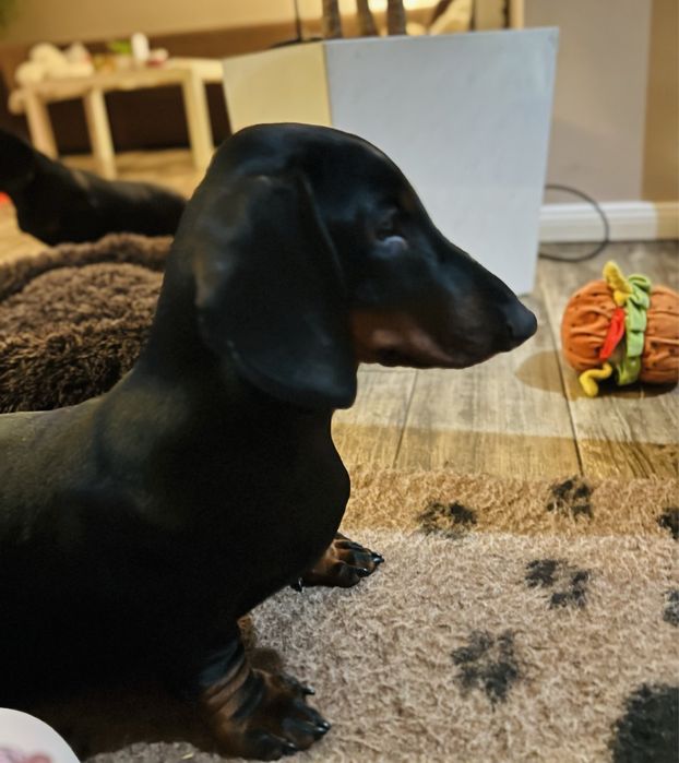 Szczeniak Jamnik krotkowlosy standardowy!! ZKWP cz. podpalany!Chlopiec