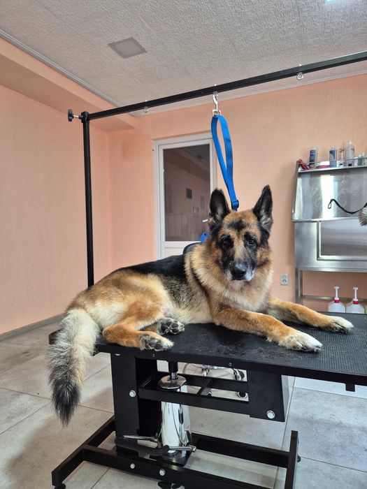 Cтрижка собак та котів (Грумінг)