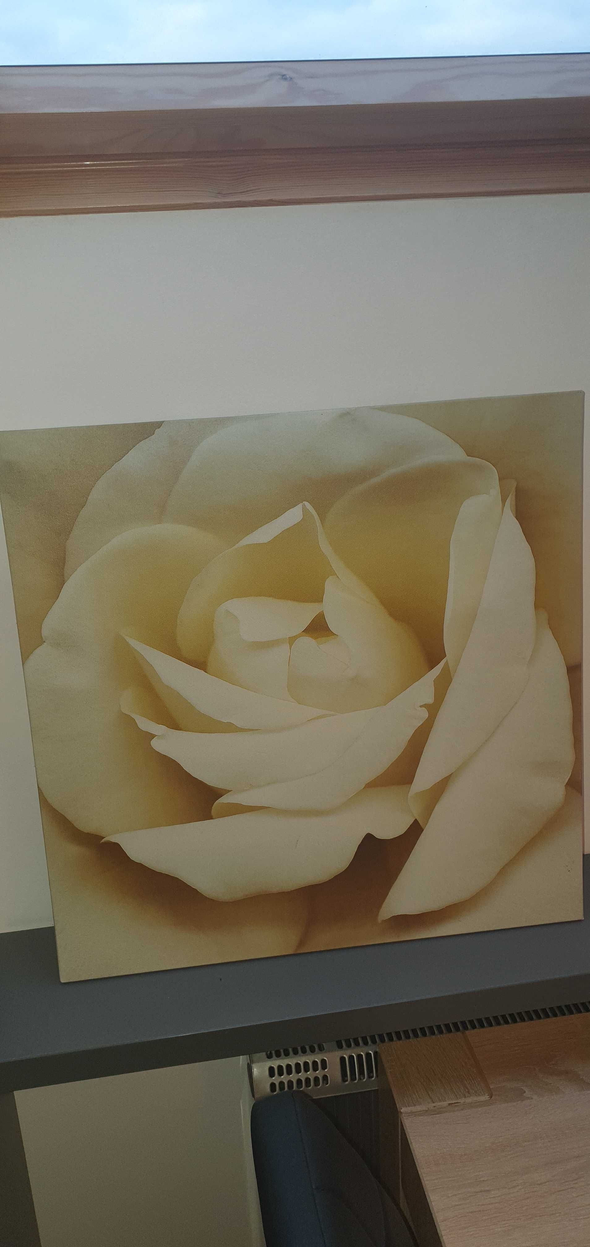 obraz róża kremowa IKEA