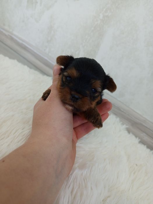 Piękna Abi Yorkshire terrier