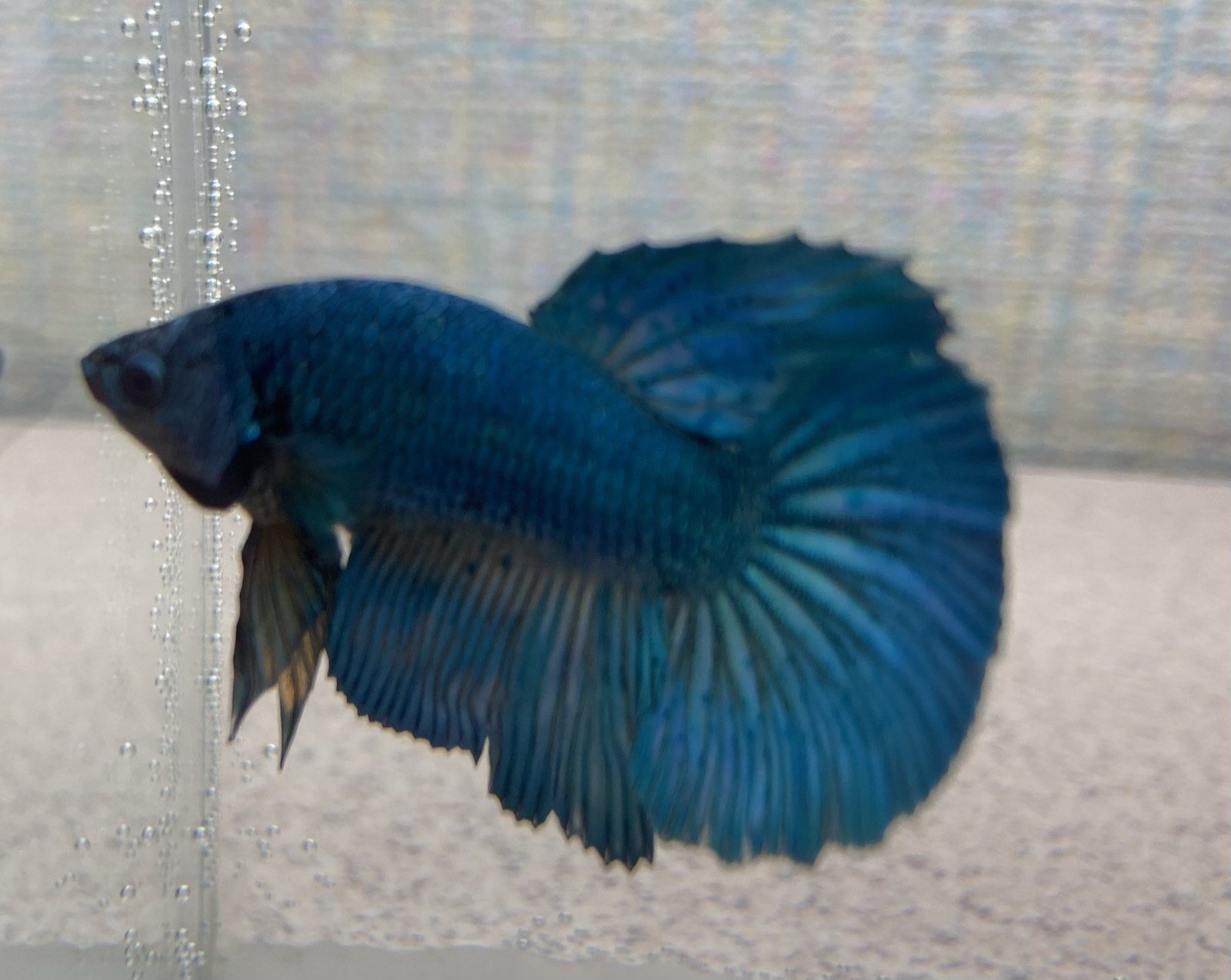 Рыбка петушок. Betta splendens. Рибка півник