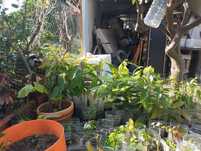 Plantas árvore fruto