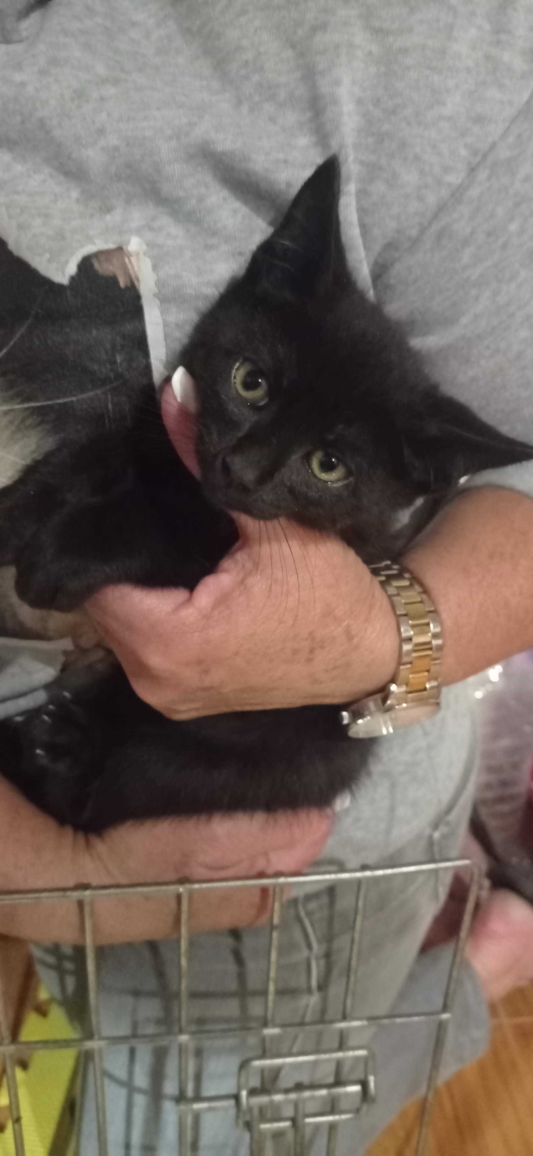 Gatinhos para adoção