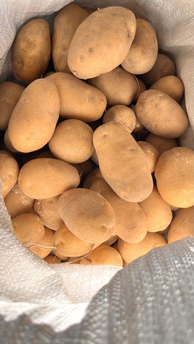 Ziemniaki białe irys