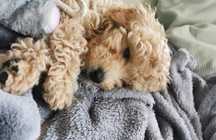 Piękny szczeniak MALTIPOO