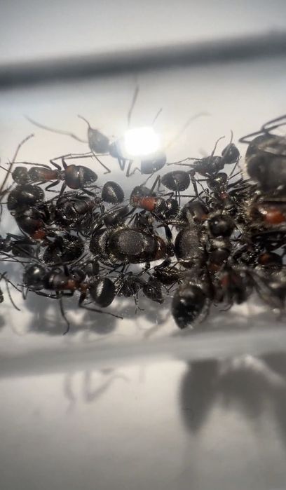 Екзотичні мурахи Camponotus mutilarius (xiangban)
