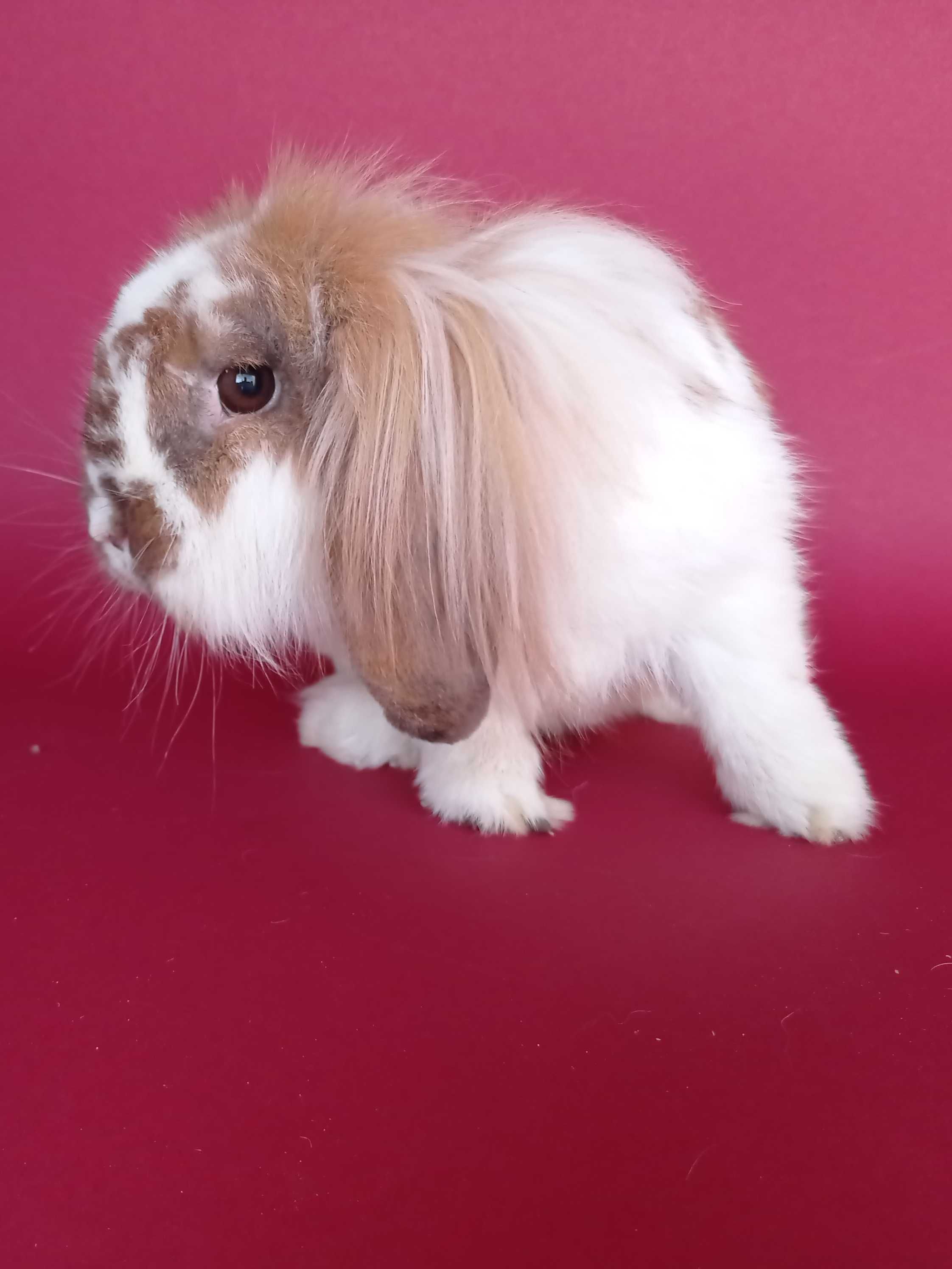 Mini lop, baranek miniaturka, karzełek baranek