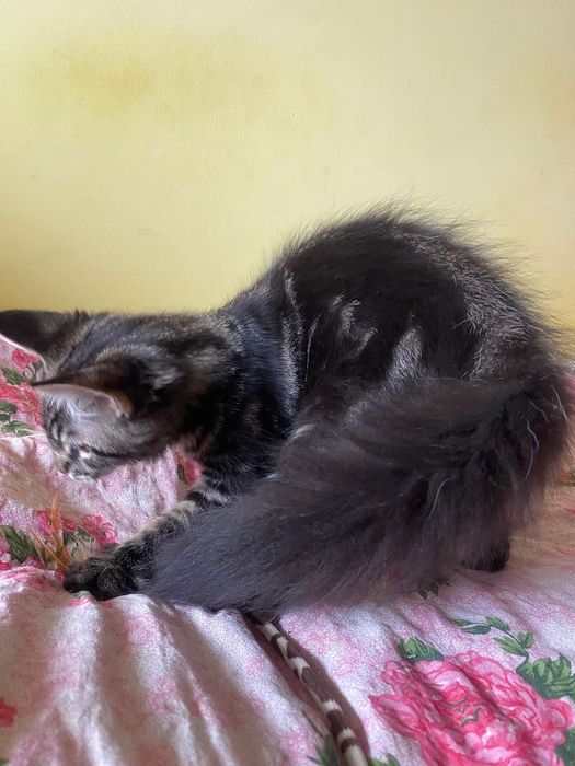 Maine Coon piękny kocurek