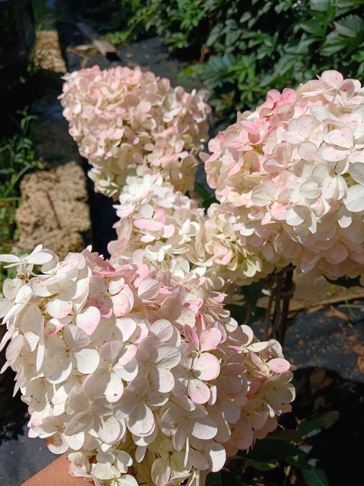 Гортензія волотиста