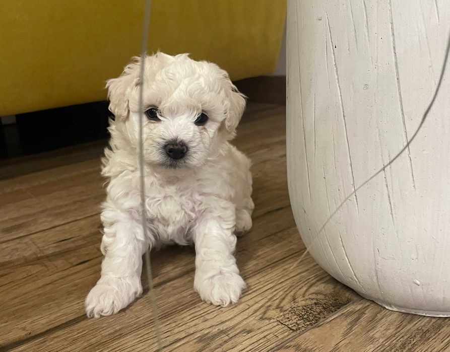 Bichon Frise śliczny szczeniak z rodowodem szuka nowego domu!