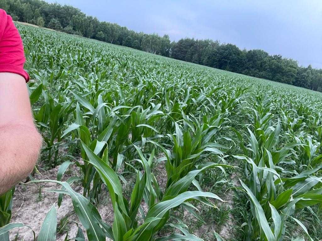 Siew Pasowy StripTill Claas Mzuri 4T Usługi Amazone  Mulczer Tempo
