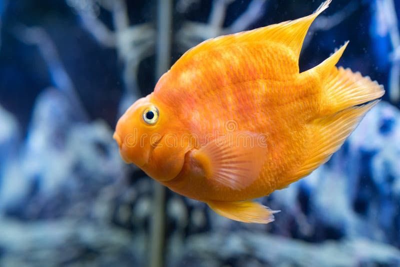 Peixe-Papagaio Laranja Fêmea