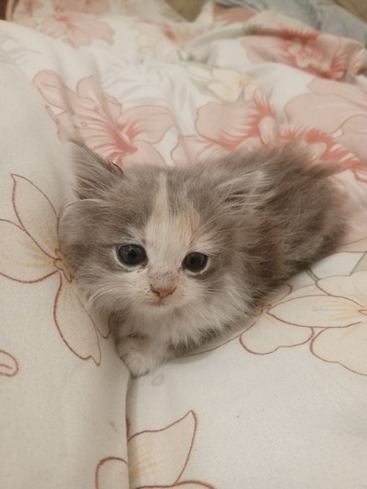 Дуже красиве кошеня