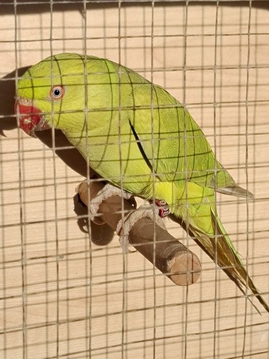 Aleksandretta obrożna 2024