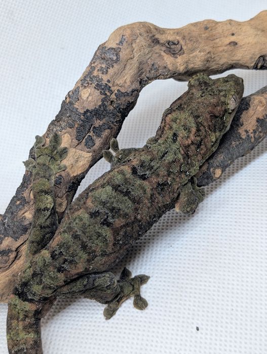 Gekon omszały samiec maindland Black week