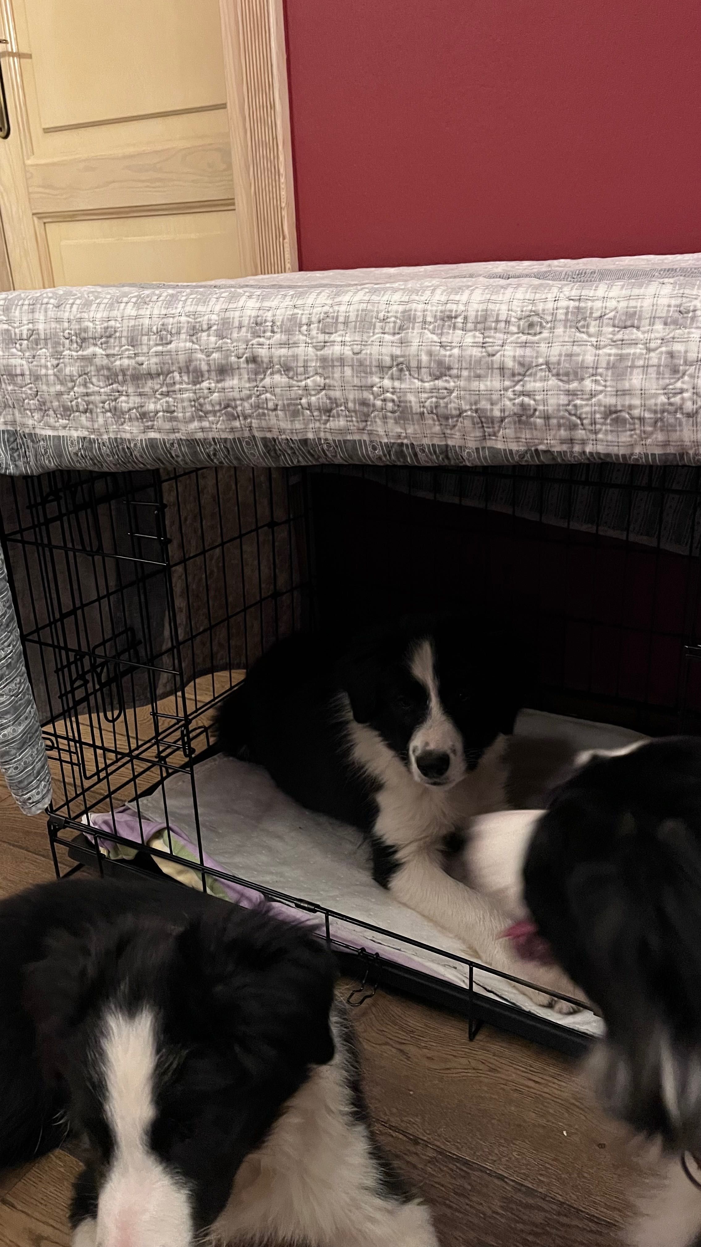 Border Collie ZKwP