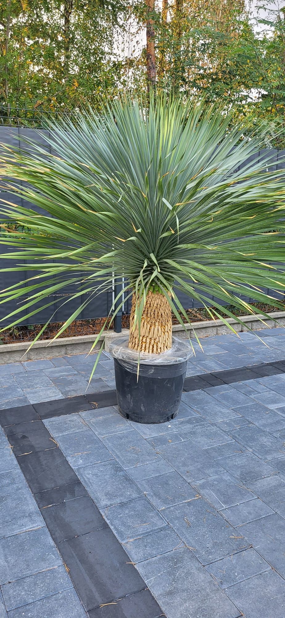 Yucca rostrata. Juka rostrata