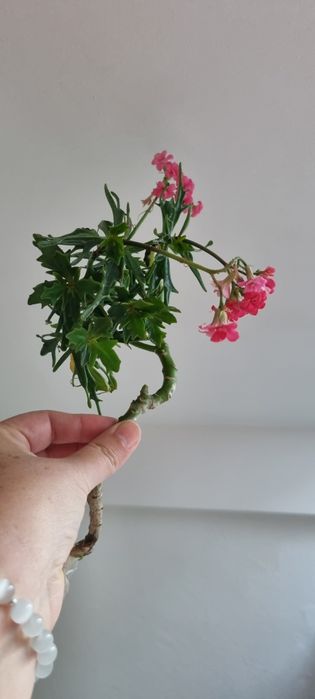 Sadzonka kwitnącego na rózowo kwiata z mojego parapetu