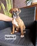 Szczeniak Bokser- Suczka