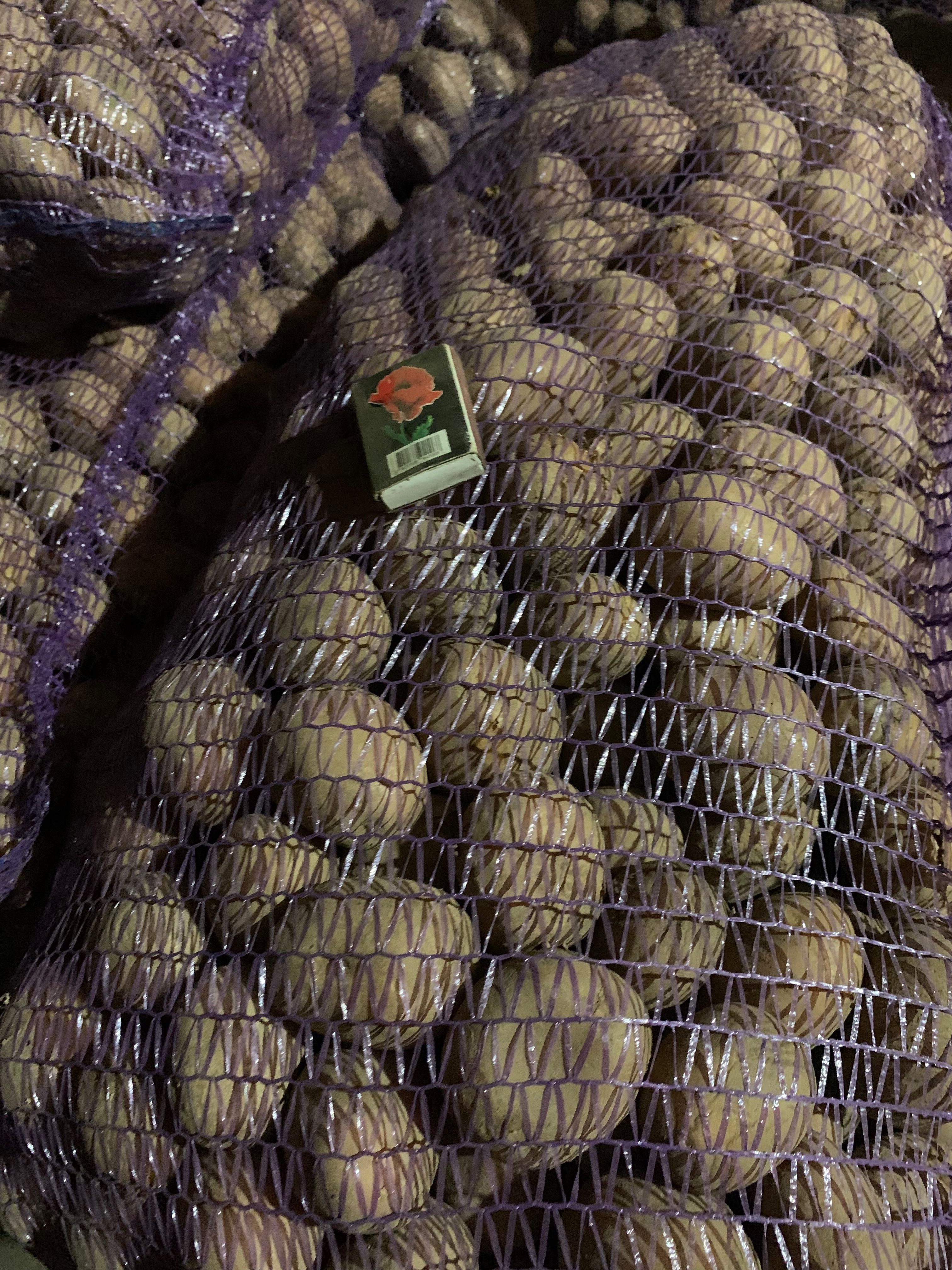 Насіння картоплі Белла Росса 3-тя репродукція, Арізона 1 репродукція.