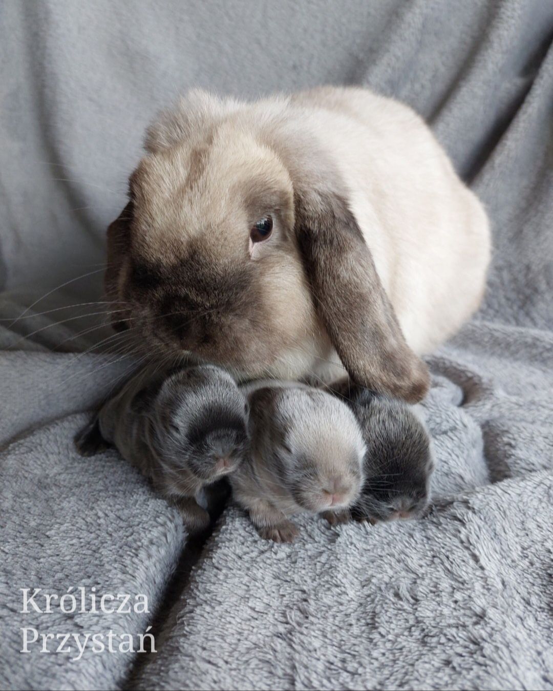 Królik Baranek Miniaturka MINI LOP