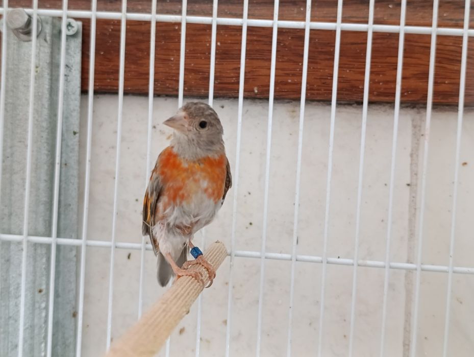 Cedência de cardinalitos