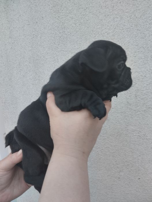 Французькі булочки