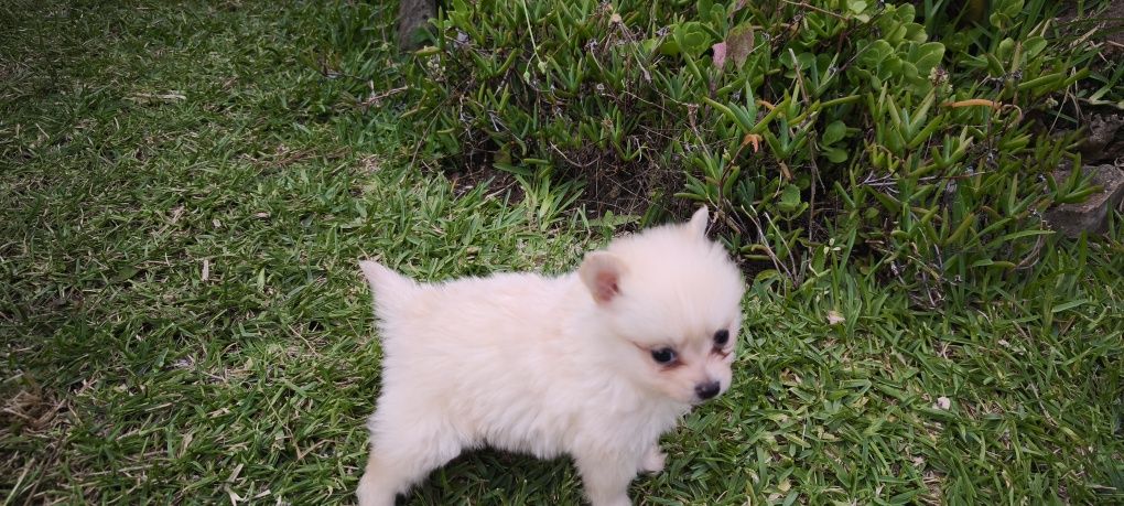Spitz alemão anão Lulu da Pomerânia criado em ambiente familiar