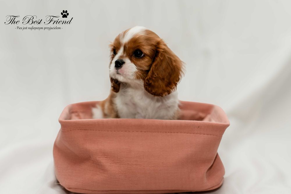 Cavalier King Charles Spaniel FCI ZKwP rodowód, szczeniak, suczka