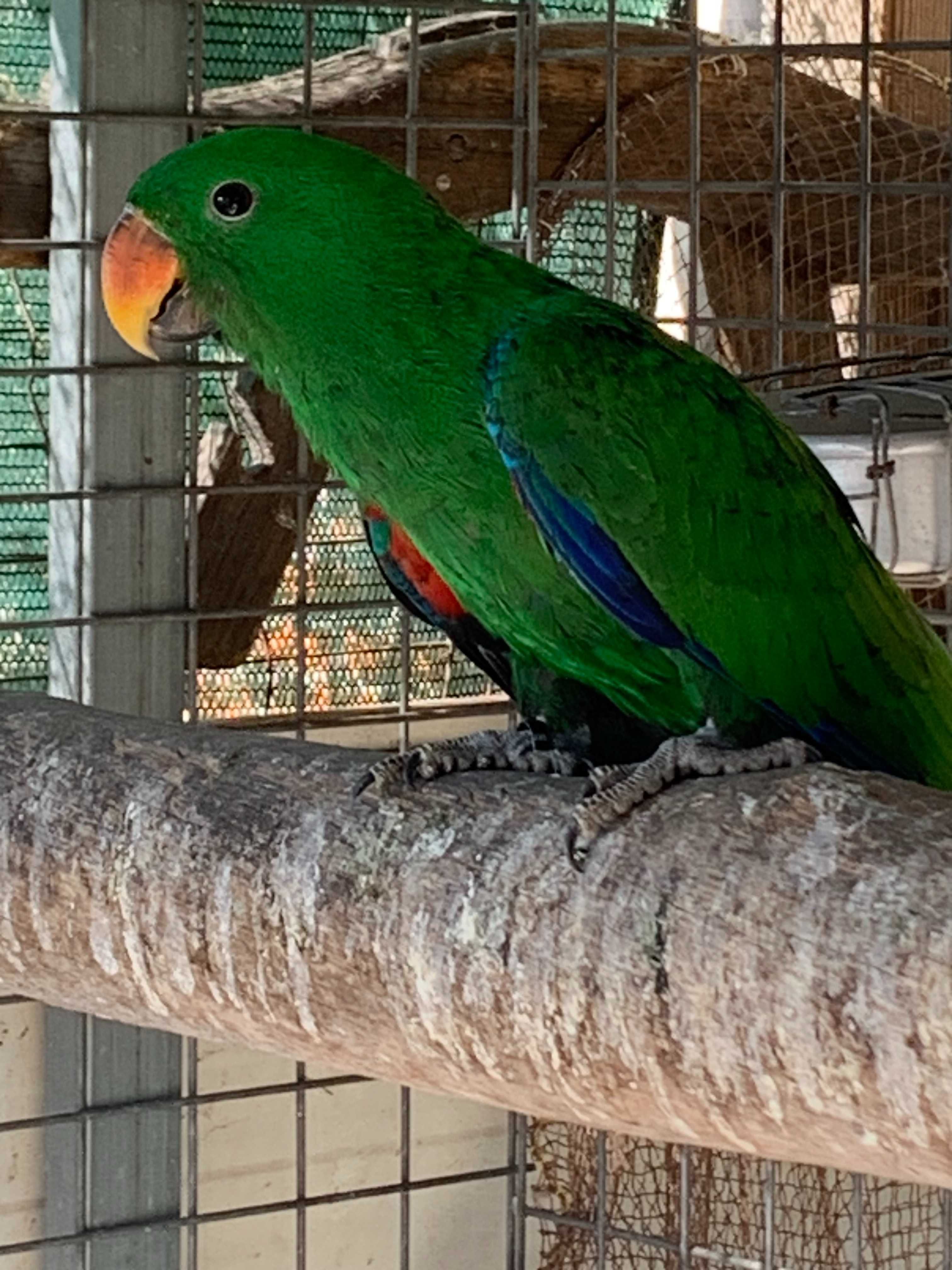 Papagaios Ecletus