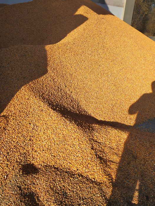 Kukurydza drobna sucha .