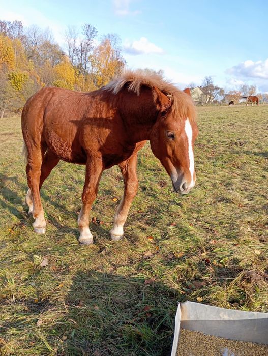 Sprzedam źrebince zimnokrwiste