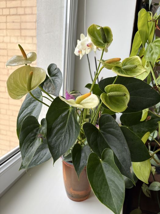 Антуріум Vanilla білого кольору