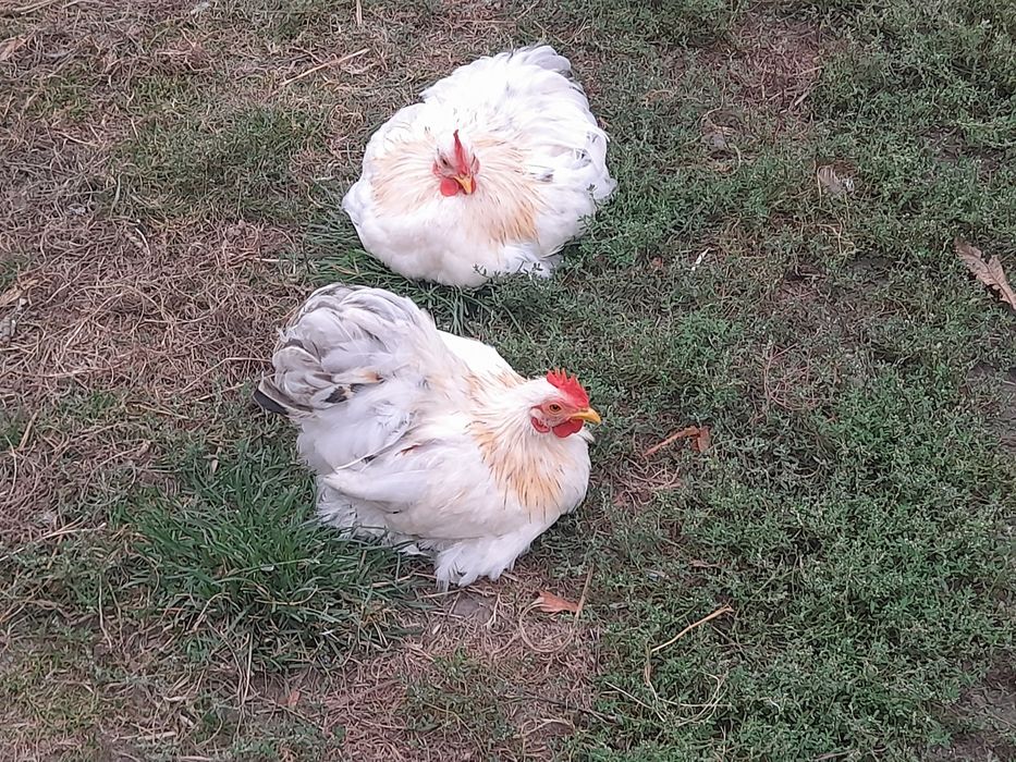 Szukają nowego domu