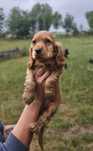 Piesek cocker spaniel rodowodowy