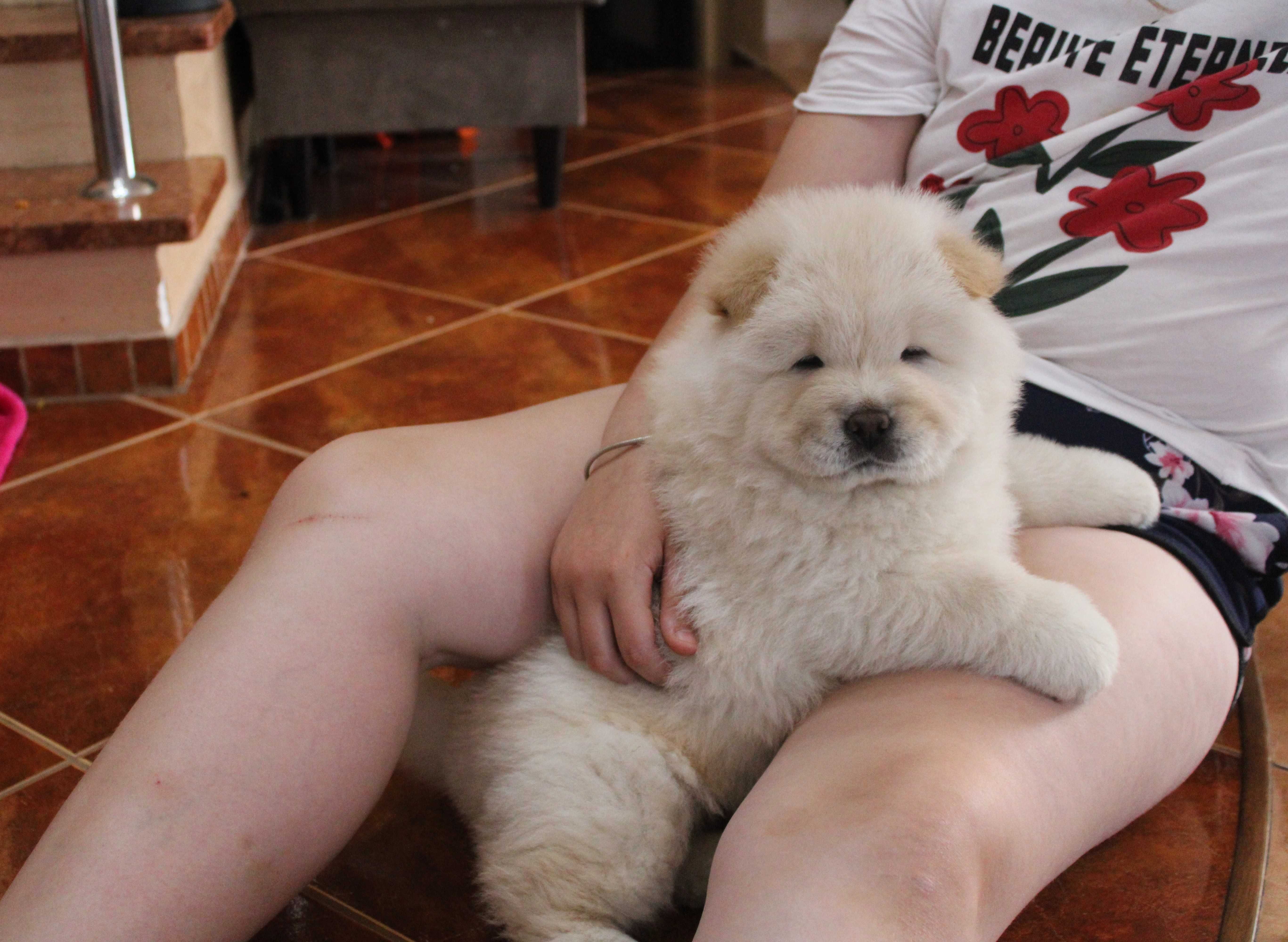 Piesek chow chow