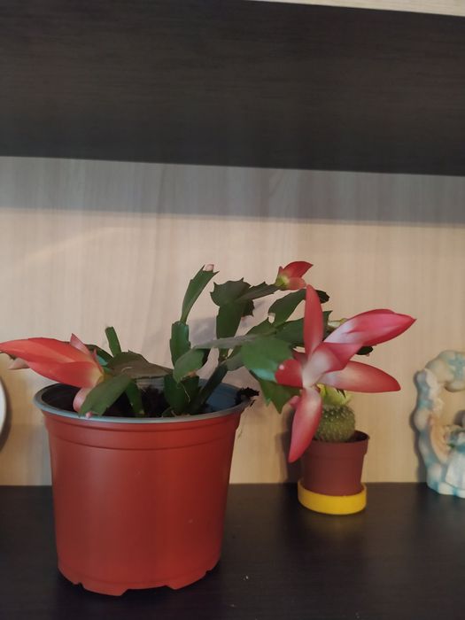 Продам рождественик, шлюмбергера, сигменти. Є деякі вкорінені.