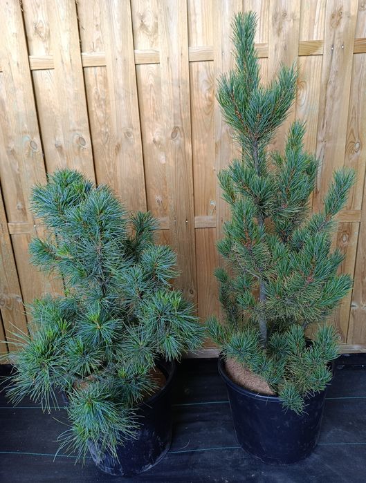 Sosny wejmutki duży wybór wys.60-260cm